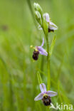 Late Spider Orchid (Ophrys holoserica