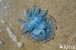 Jellyfish (Rhizostoma pulmo)