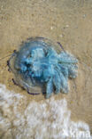 Jellyfish (Rhizostoma pulmo)