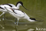 Pied Avocet (Recurvirostra avosetta)