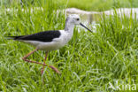 Steltkluut (Himantopus himantopus)