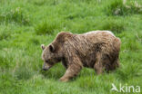 Brown Bear (Ursus arctos arctos)