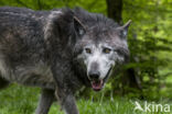 Mackenzie Valley Wolf (Canis lupus occidentalis)