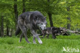 Mackenzie Valley Wolf (Canis lupus occidentalis)