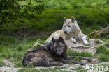 Mackenzie wolf (Canis lupus occidentalis)