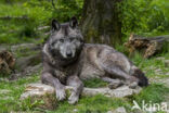 Mackenzie Valley Wolf (Canis lupus occidentalis)