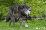 Mackenzie Valley Wolf (Canis lupus occidentalis)