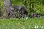 Mackenzie wolf (Canis lupus occidentalis)