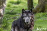 Mackenzie Valley Wolf (Canis lupus occidentalis)