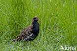 Ruff (Philomachus pugnax)