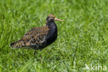 Ruff (Philomachus pugnax)