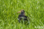 Ruff (Philomachus pugnax)