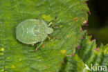 Green shieldbug (Palomena prasina)