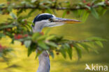 Blauwe Reiger (Ardea cinerea)