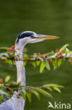 Grey Heron (Ardea cinerea)