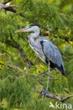 Grey Heron (Ardea cinerea)