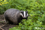 Badger (Meles meles)