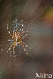 European Garden Spider (Araneus diadematus)