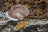 Birch polypore (Piptoporus betulinus)