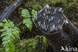 Candle Snuff Fungus (Xylaria hypoxylon)