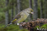 European Greenfinch (Carduelis chloris)