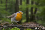 European Robin (Erithacus rubecula)