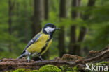 Great Tit (Parus major)