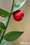 Muizendoorn (Ruscus aculeatus)