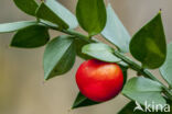 Butcher s Broom (Ruscus aculeatus)