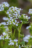 Common & Long-leaved Scurvygrass (Cochlearia officinalis)