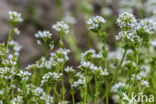 Common & Long-leaved Scurvygrass (Cochlearia officinalis)