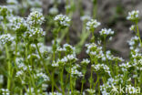 Common & Long-leaved Scurvygrass (Cochlearia officinalis)