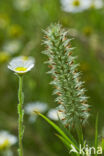 narrowleaf crimson clover (Trifolium angustifolium)