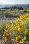 Yellow Chamomile (Anthemis tinctoria)