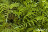 common tamarisk-moss (Thuidium tamariscinum)