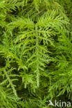 common tamarisk-moss (Thuidium tamariscinum)