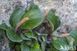 netted willow (Salix reticulata)