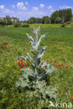 Scotch Thistle (Onopordum acanthium)