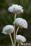 Armeria arenaria