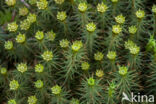 Zandhaarmos (Polytrichum juniperinum)