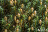 Zandhaarmos (Polytrichum juniperinum)