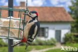 Great Spotted Woodpecker (Dendrocopos major)