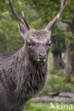 Sika Deer (Cervus nippon)