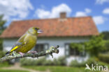 Groenling (Carduelis chloris)