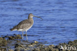 Eurasian Curlew (Numenius arquata)