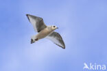 Ross s Gull (Rhodostethia rosea)