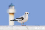 Ross s Gull (Rhodostethia rosea)