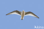 Ross s Gull (Rhodostethia rosea)