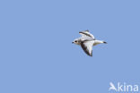 Ross s Gull (Rhodostethia rosea)