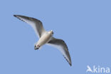 Ross s Gull (Rhodostethia rosea)